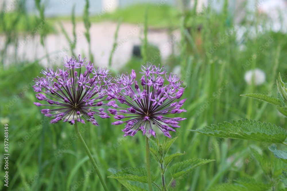 beautiful purple Allium flower in the form of a ball beautiful purple Allium flower in the form of a ball