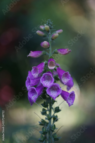 Purple colored Digitalis purpurea, the foxglove or common foxglove is very poisonous and the original source of the heart medicine digoxin.