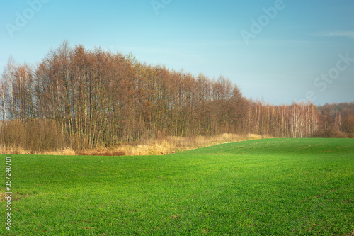 Green meadow and autumn trees, blue clear sky