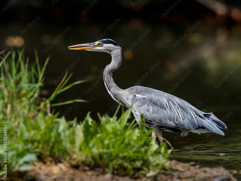 Fototapeta premium Close-up portrait of grey heron lurking on a catch in lake. Grey Heron, Adrea cinerea
