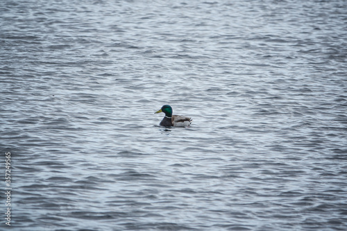 Ducks swims in the lake