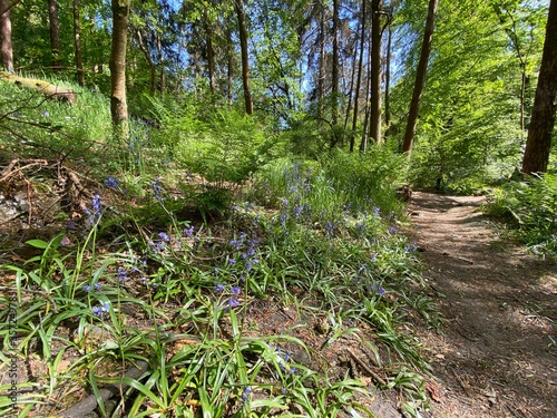 Path through an old forest with bluebells in  Hardcastle Crags  Hebden Bridge  UK