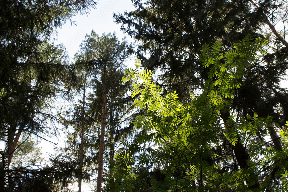 The sun's rays shine brightly through the foliage of mountain ash and the crowns of coniferous summer trees in the forest. The sun's rays shine brightly through the foliage of mountain ash and the crowns of coniferous summer trees in the forest.