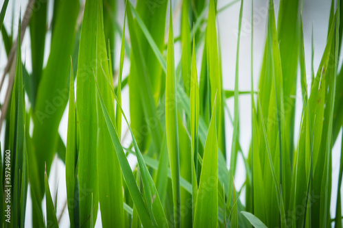 Green leaves of young reeds
