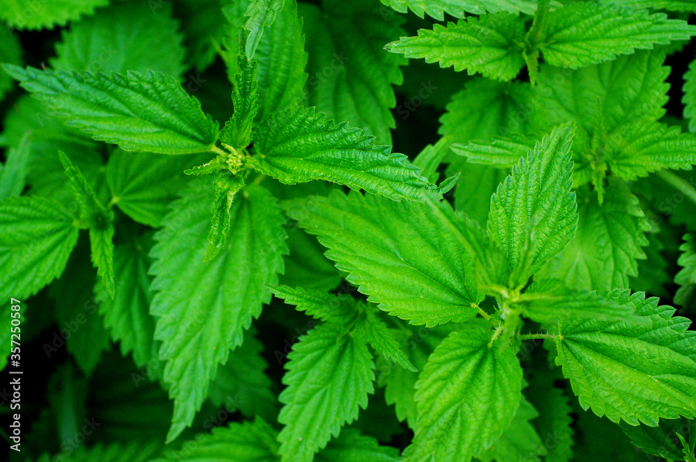 Stinging nettle leaves background. Beautiful spring young nettle top view. Fresh stinging nettle leaves for soup, vitamin salad or tea. Medicinal herb urtica dioica plant for hair, uterine contraction Stinging nettle leaves background. Beautiful spring young nettle top view. Fresh stinging nettle leaves for soup, vitamin salad or tea. Medicinal herb urtica dioica plant for hair, uterine contraction