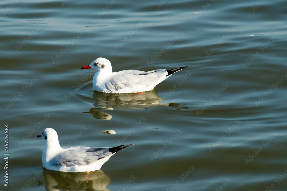 Two seagulls floating on water but the other one looking at a camera.Measure out the arrogant eyes of seagull.At Bang Pu,Thailand mangrove forest. Humorous,funny and cute animal concept.