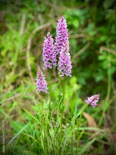 British Wild Spotted Orchid