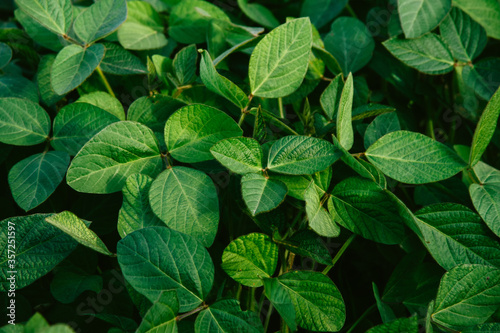 Big young and green leaves of soybean