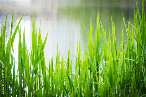 View of the lake through the green reeds