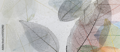 Macro leaves background texture color. Transparent skeleton leaves, colorful ...