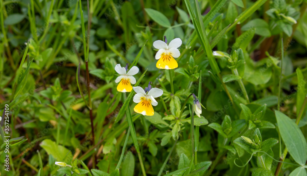 Wild yellow violet.Wild flowers in the green grass.