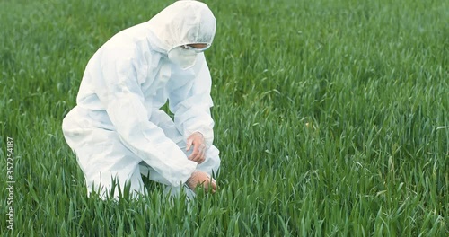 Caucasian male ecologist scientist in protective costume and goggles walking in green field and picking up herb of wheat. Man farmer researcher examining harvest outdoors. photo