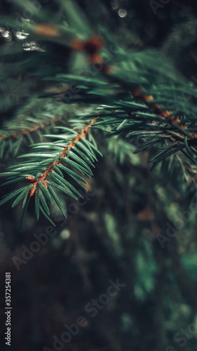spruce