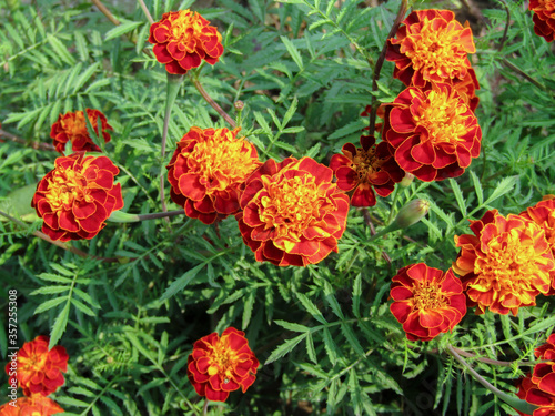 CLOSE UP OF A BUNCH OF MEXICAN MARIGOLD AT MY  GARDEN ON A CLOUDY DAY