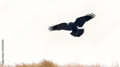 Raven in flight with wings outstreched flying over the crest of a grassy cliff top against a pale white sky
