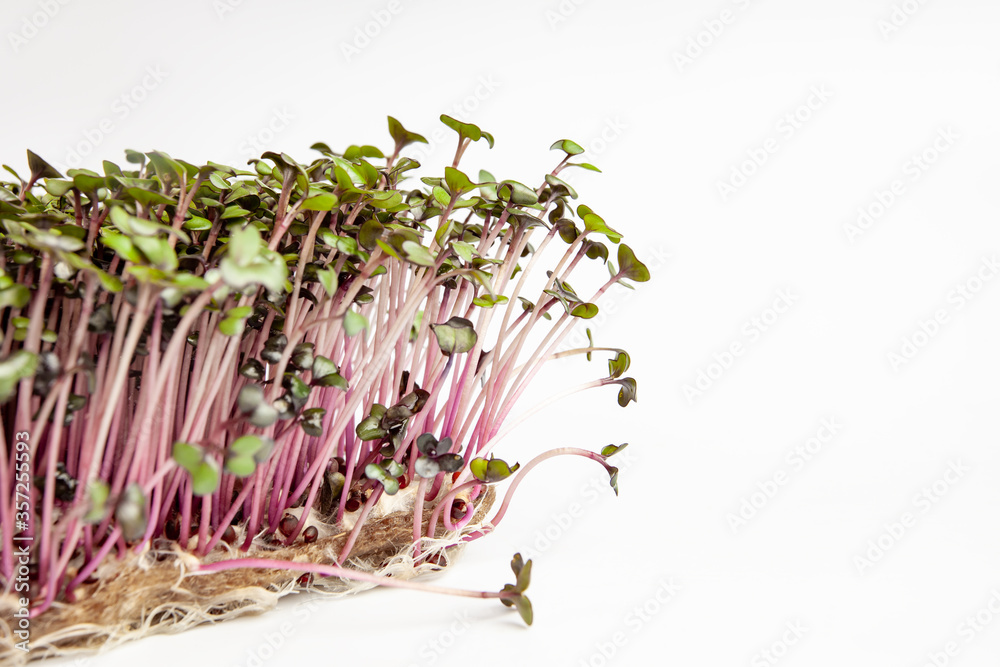 Obraz premium Growing red cabbage micro green, close-up, copy paste.