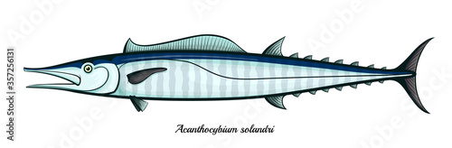 wahoo fish isolated vector illustration