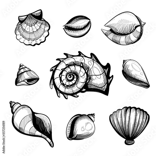 seashell vector sketch set isolated