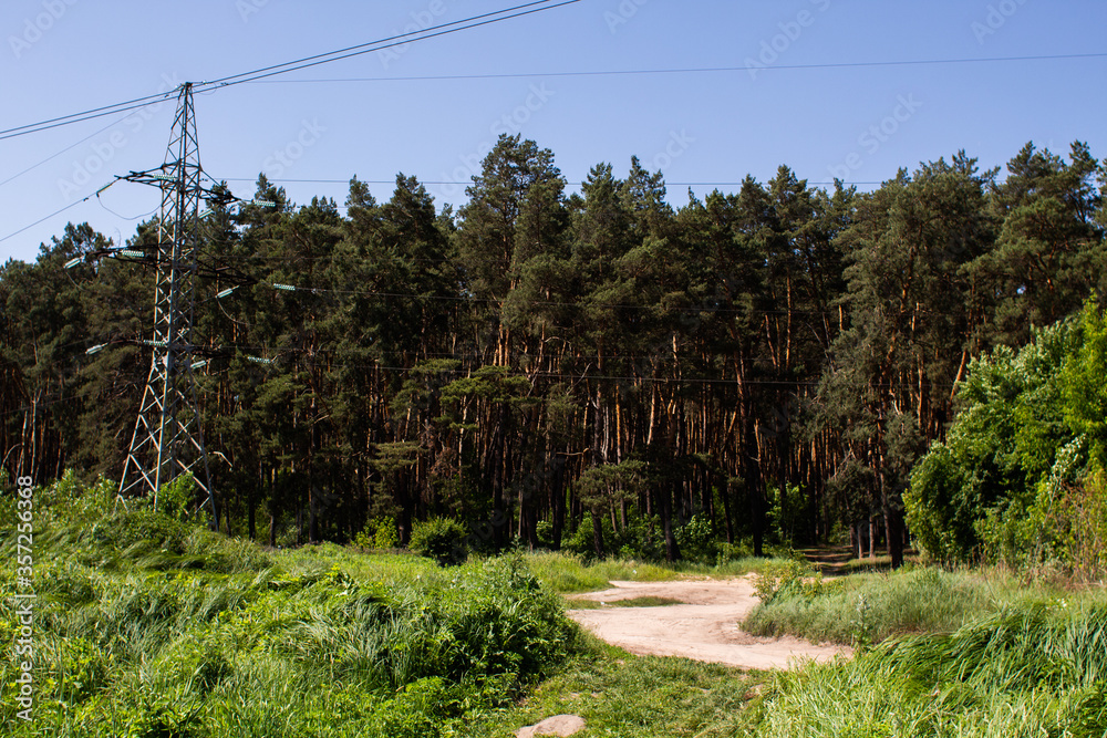 dirt path in the summer forest