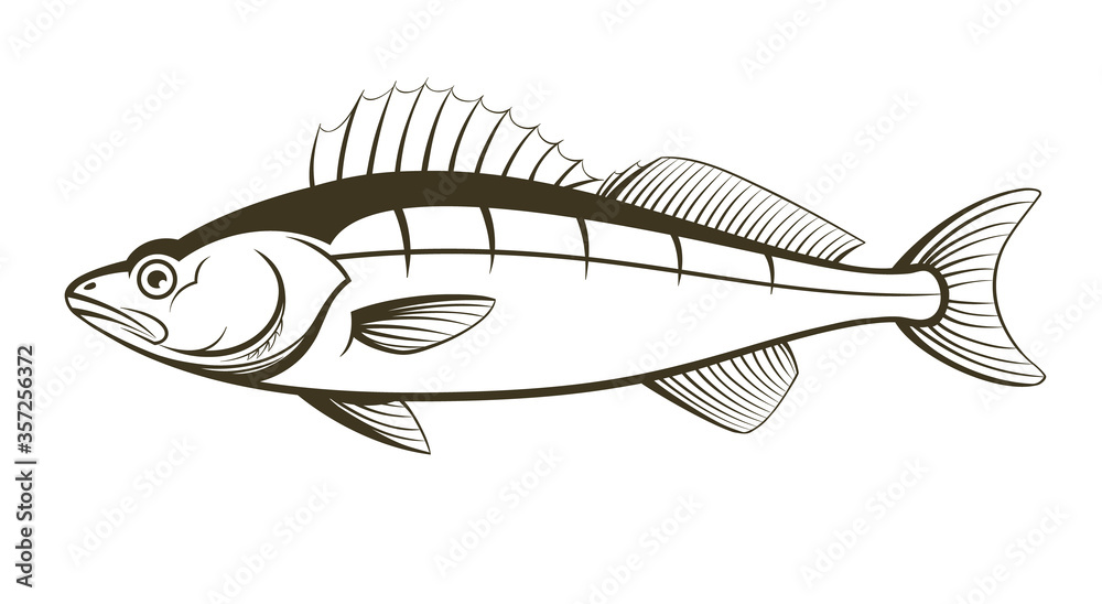walleye fish outline engraving vector illustration walleye fish outline engraving vector illustration