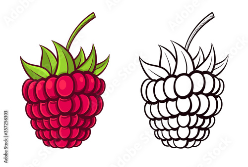 cute raspberry outline and color set vector illustration