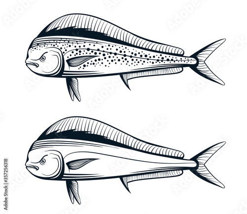 dolphin fish outline engraving vector illustration set