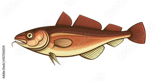 cod fish color engraving vector illustration