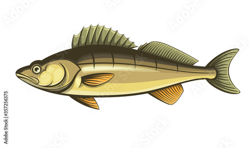 walleye fish outline engraving vector illustration