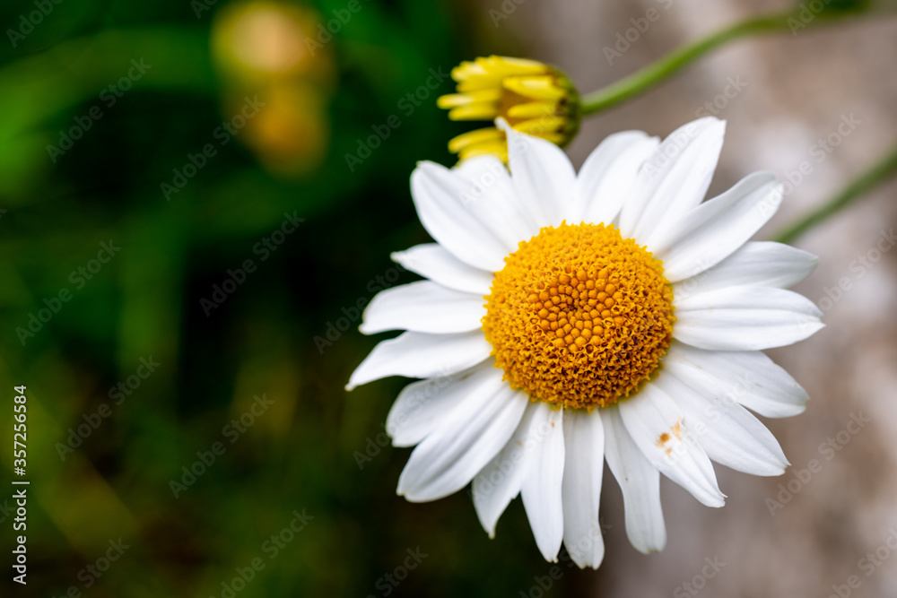 Fototapeta premium leucanthemum heterophyllum in a bed in the summer sunshine