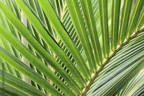 Multiple palm leaves overlapping each other.  