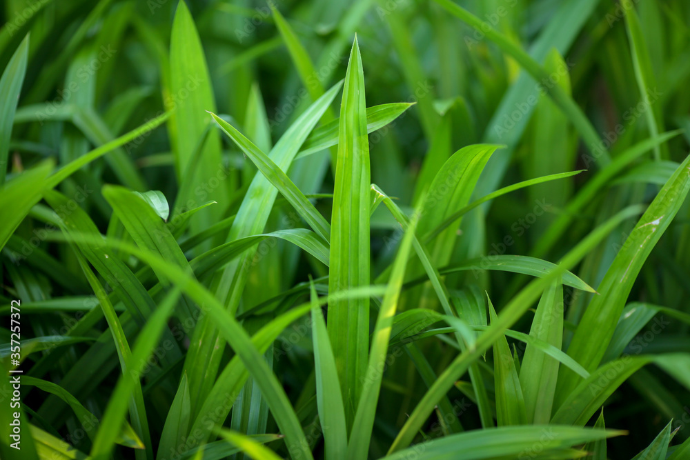 fragrant pandan leaves for natural food flavoring fragrant pandan leaves for natural food flavoring