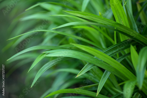 fragrant pandan leaves for natural food flavoring