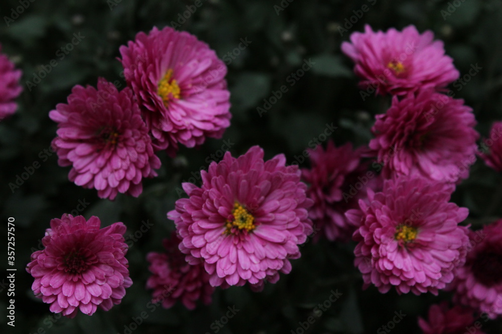 pink flowers in the garden pink flowers in the garden