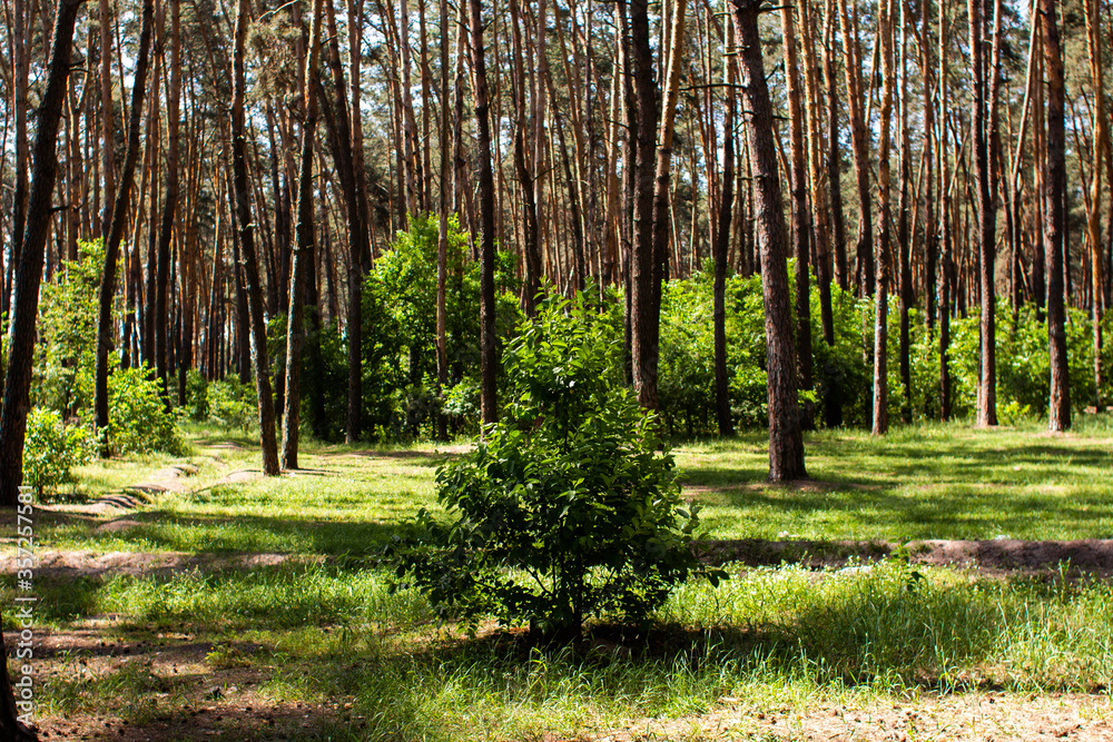 small tree grows in a pine forest small tree grows in a pine forest