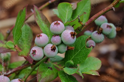 Almost ripe, organic, healthy blueberries - vaccinum corymbosum - growing on a branch in a bush in springtime