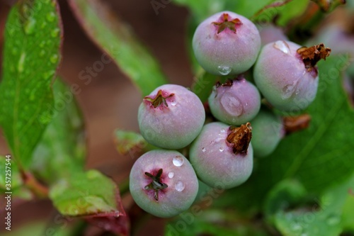 Almost ripe, organic, healthy blueberries - vaccinum corymbosum - growing on a branch in a bush in springtime