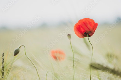 Standing tall poppy photo