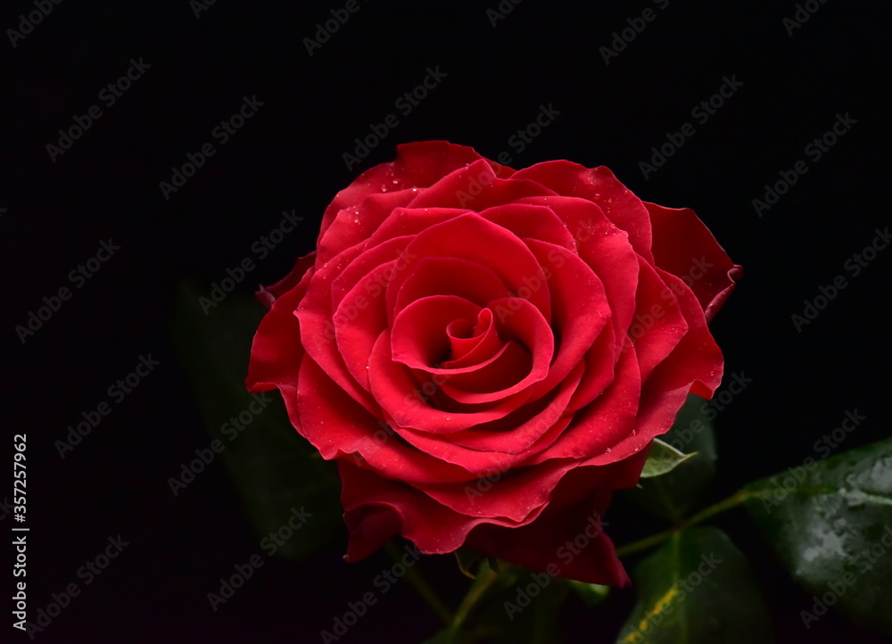 red rose on black background red rose on black background