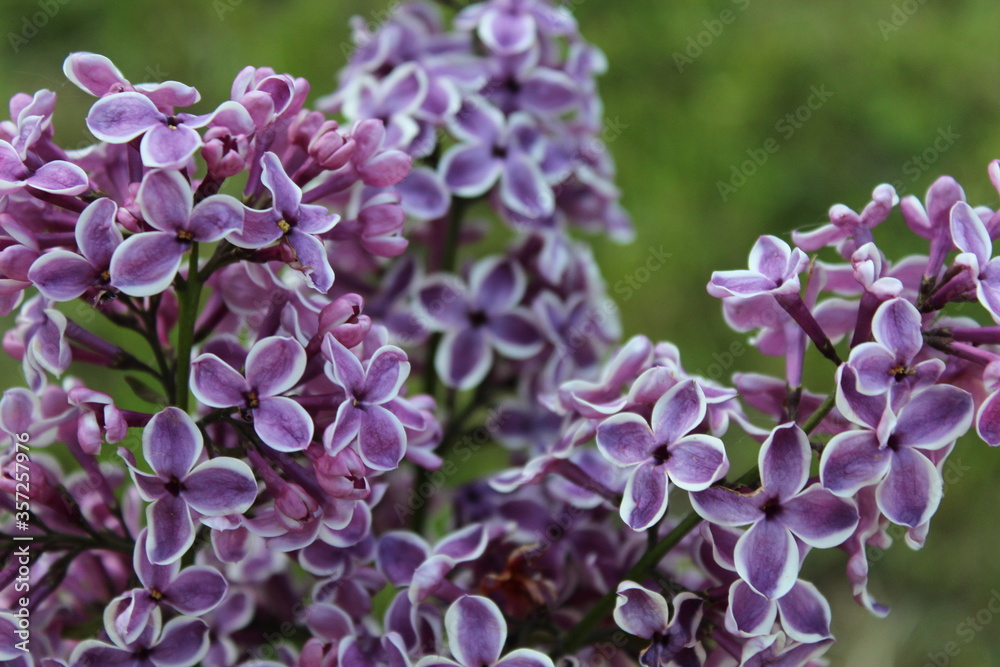 close up of lilac flowers