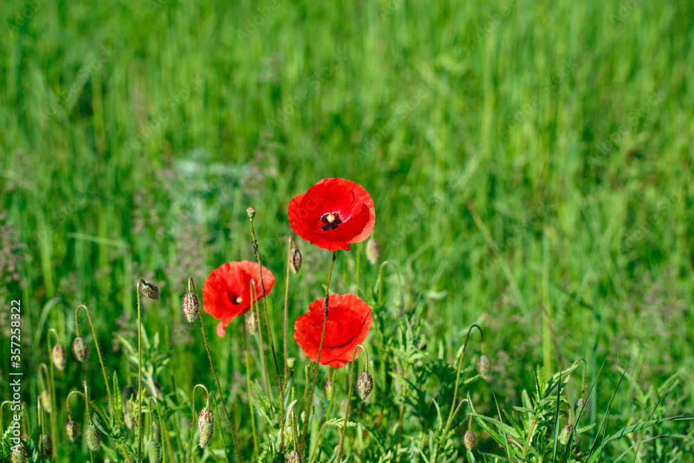 Red poppy flowers among grass with dew in a meadow at sunrise
