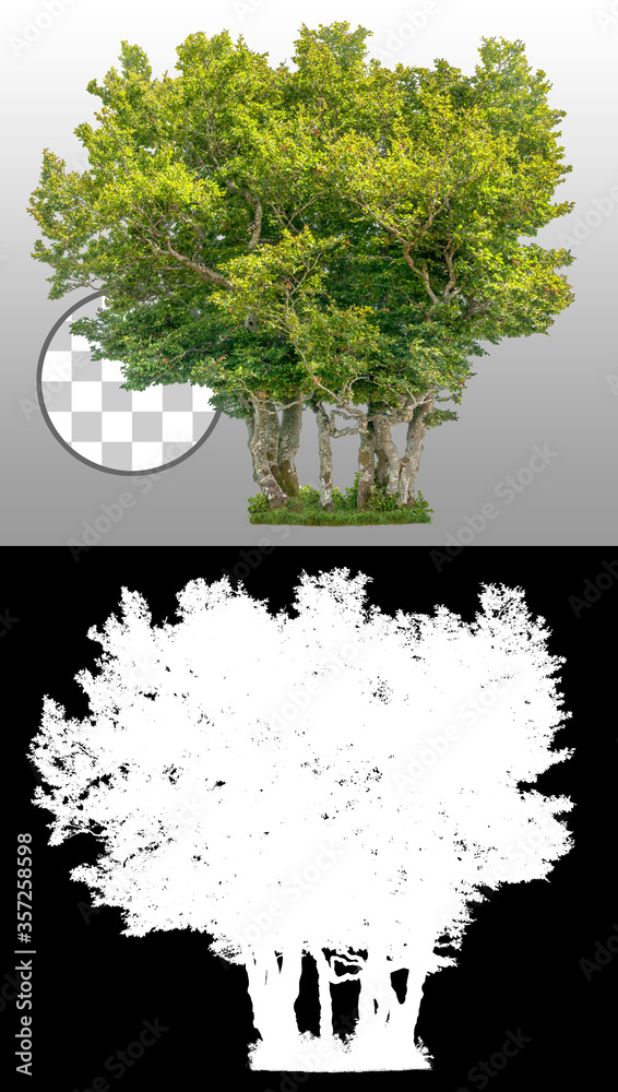 Fototapeta Tree line. Cut out green tree isolated on transparent background via an alpha channel. Cutout deciduous trees in summer. High quality clipping mask for professional composition.