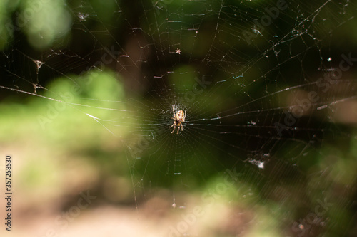 spider hanging on a web in the forest