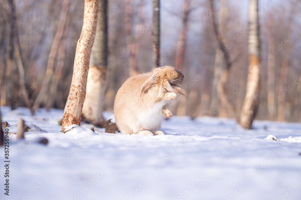 Fototapeta premium Wild rabbit in Iceland
