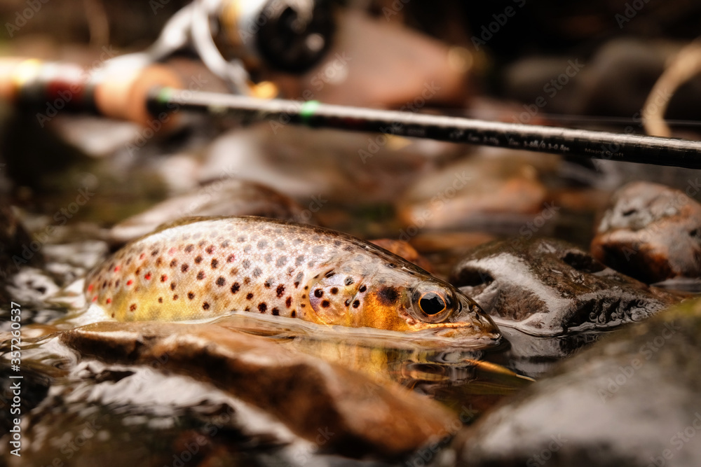 Brown trout hooked in shallow water with fishing tackle