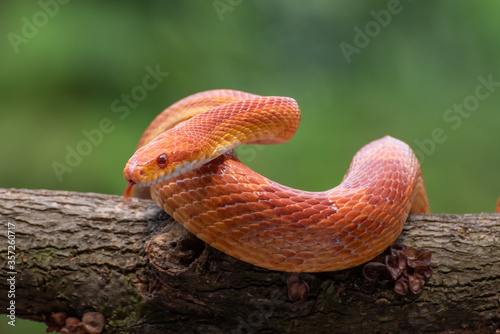 Red corn snake in tree branch