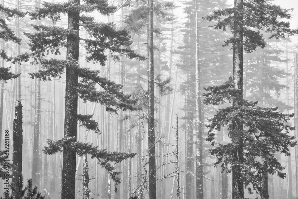 Snow covered trees