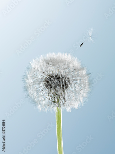 Close up of seed blowing from dandelion on blue background