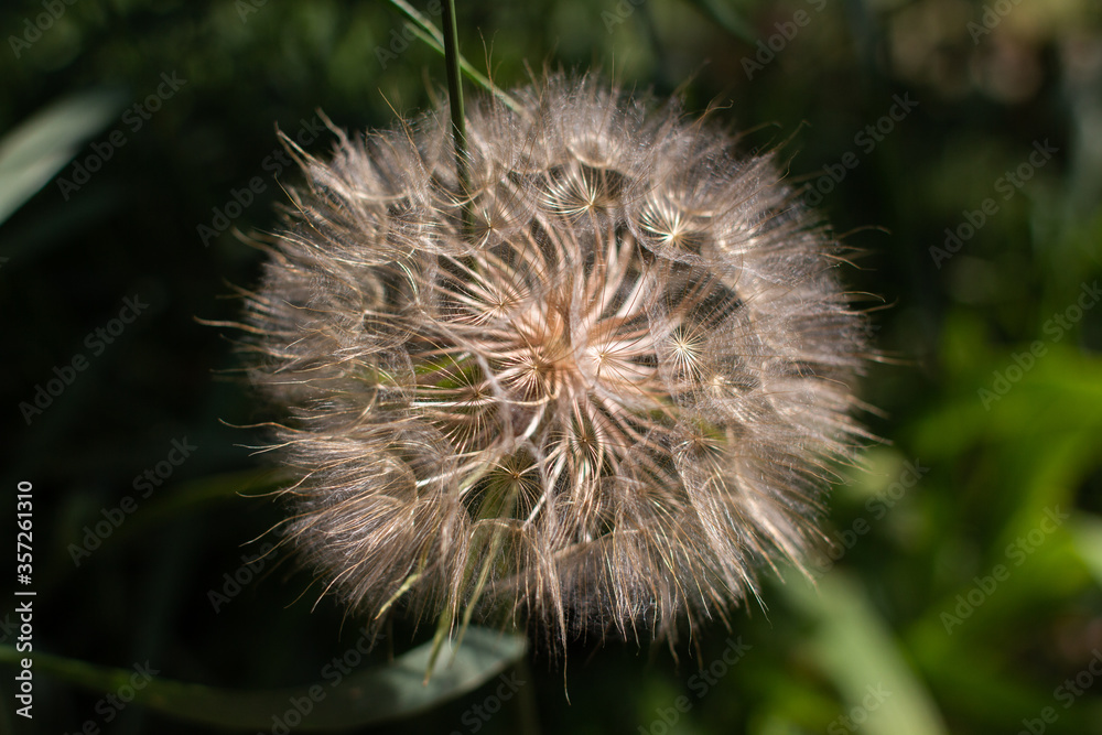 big dandelion closeup in summer in the grass big dandelion closeup in summer in the grass