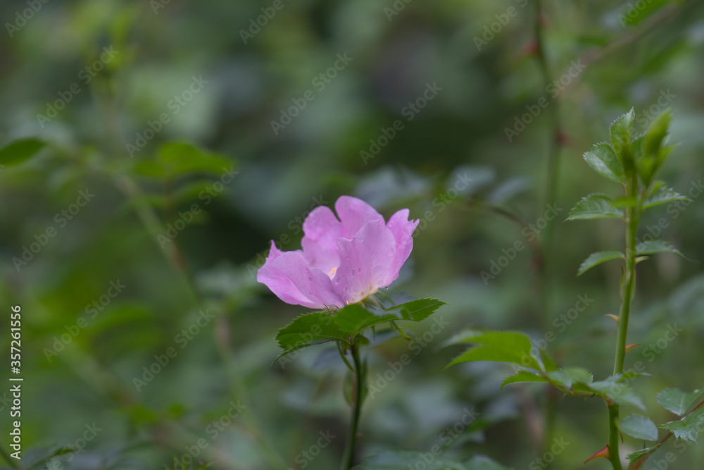 Blossom of a Bibernella rose