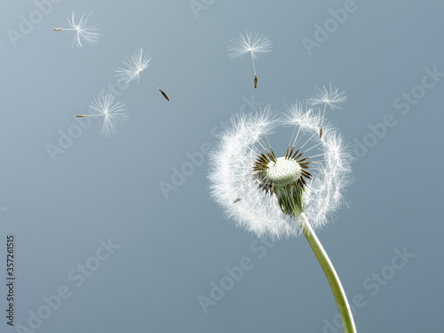 Close up of seeds blowing from dandelion on blue background